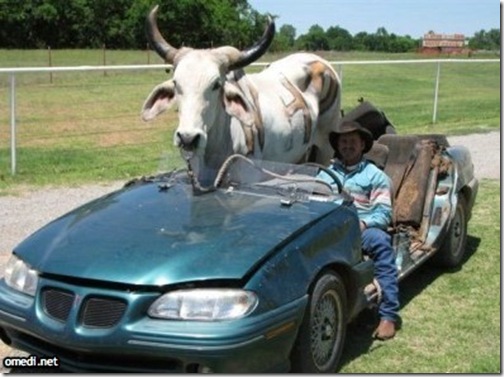 cavalo1