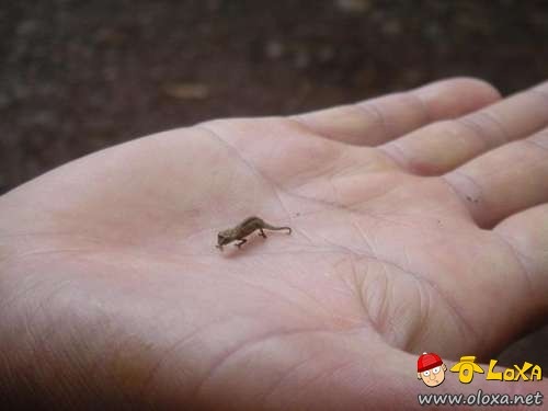 worlds-smallest-16 worlds-smallest-16