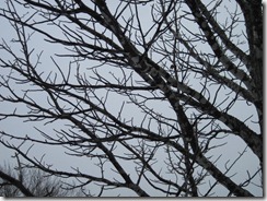 IMG_0319