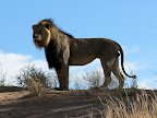 Ein schwarzmähnen Löwe aus der Kalahari, Kgalagadi Park, Süd Afrika Ein schwarzmähnen Löwe aus der Kalahari, Kgalagadi Park, Süd Afrika