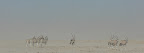 Zebra & Oryx antilopen im Sandsturm, Etoscha 2007 Zebra & Oryx antilopen im Sandsturm, Etoscha 2007