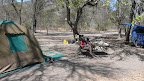 Tsodilo Hills in Botswana, in der Kalahari. Unter großen Omumborombonga Bäumen.