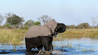 Ebony and Ivory, Kwando Fluß im Caprivi.