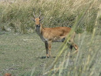 Puku Ram oder pumukkel, eine seltene Antilope.