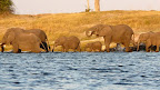 Diese Herde verläßt jetzt Botswana und geht durch den Chobe Fluß nach Namibia, die kleinen können nur schwimmend rüber.