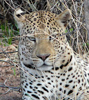 Ein Leopard den wir per Radiosignalen geortet haben, Aktivität auf Okonjima. Ein Leopard den wir per Radiosignalen geortet haben, Aktivität auf Okonjima.