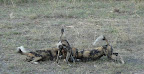 In Botswana im Kwando Lagoon Camp geht auf Pirschfahrt, wir finden die äußerst seltenen Wilden Hunde oder " Cape Hunting Dogs" , In Botswana im Kwando Lagoon Camp geht auf Pirschfahrt, wir finden die äußerst seltenen Wilden Hunde oder " Cape Hunting Dogs" ,