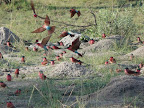 In diesem Jahr , Nov 2009 brühten die Scharlach Spinte am Boden, sonst nur an Steilen Uferen. Hier bei Lianshulu Lodge in Caprivi. In diesem Jahr , Nov 2009 brühten die Scharlach Spinte am Boden, sonst nur an Steilen Uferen. Hier bei Lianshulu Lodge in Caprivi.