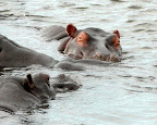 Hippos oder Nil Pferde im Chobe Fluß. Hippos oder Nil Pferde im Chobe Fluß.