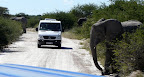 Wir stehen mitten in einer großen Elefanten Herde, sehr aufregend. Im Etosha National Park.