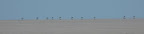 Oryx Antilopen kreuzen die Weiten der Etosha.