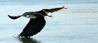 Schreisee Adler mit einem Tigerfisch als Beute Schreisee Adler mit einem Tigerfisch als Beute
