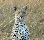 Leopard ganz nah, den konnten wir sehr schön beobachten. Leopard ganz nah, den konnten wir sehr schön beobachten.