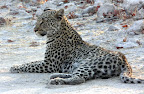 Was für ein seltenes Glück das wir gleich am ersten Abend so einen Leoparden so gut beobachtrn konnten. Was für ein seltenes Glück das wir gleich am ersten Abend so einen Leoparden so gut beobachtrn konnten.