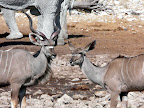 Kudu-bulle und - Kuh Kudu-bulle und - Kuh