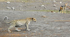 Dieser Leopard hat gestern Abend ein Impala gefressen, der Bauch ist VOLL, bei Caristaub, Etosha. Dieser Leopard hat gestern Abend ein Impala gefressen, der Bauch ist VOLL, bei Caristaub, Etosha.