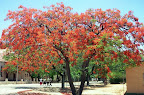 Flamboyen Baum in Blüte, Tsumeb - die Garten Stadt von Namibia. Vor 3 Wochen waren noch die Jakaranda in Blüte. Flamboyen Baum in Blüte, Tsumeb - die Garten Stadt von Namibia. Vor 3 Wochen waren noch die Jakaranda in Blüte.
