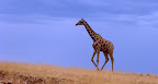 Eine Giraffe bei Palmwag im Damaraland. Eine Giraffe bei Palmwag im Damaraland.