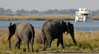 Elefanten am Chobe, das Safariboot und der Caprivi im Hintergrund. Elefanten am Chobe, das Safariboot und der Caprivi im Hintergrund.