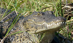 Krokodile gibt es zu genüge , im Okavango, Kwando und Chobe. Krokodile gibt es zu genüge , im Okavango, Kwando und Chobe.
