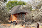 Intu Africa Camelthorn Lodge, Frühling ist in der Luft, die Akazien blühen. Intu Africa Camelthorn Lodge, Frühling ist in der Luft, die Akazien blühen.