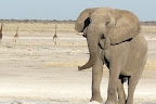 Elefant and Giraffe.