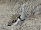 Today we are in Etosha National Park, here we see a Kori Bustard.