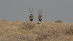 Today 22 nd July we see these Oryx antilope on a early morning drive, later lions, elefants and much more.