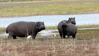 Its an overcast day and even the hippo are out in the open.