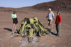 Having a look at one huge welwitschia mirabiles in Messum, " just checking what the book says"
