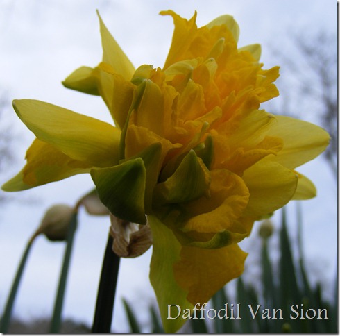 Narcissus telamonius plenus Van Sion