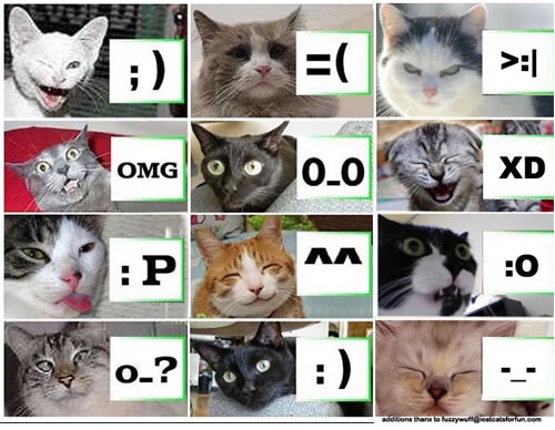 [lolcat-emoticon[4].jpg]