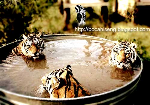 foto bugil trio macan - foto telanjang trio macan