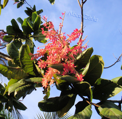 Triplaris brasiliana