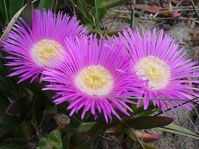 Flor-do-meio-dia (Carpobrotus edulisé)