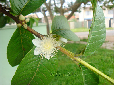 Flor da goiabeira