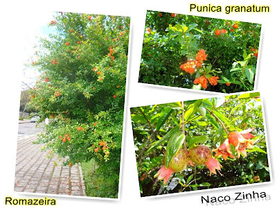 Romã (Punica granatum)