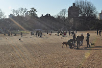 Off leash time, Fort Greene Park