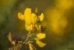 Fotos macro de Arico04