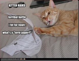Kitten Haiku
