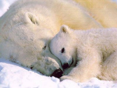 Animals Hug
