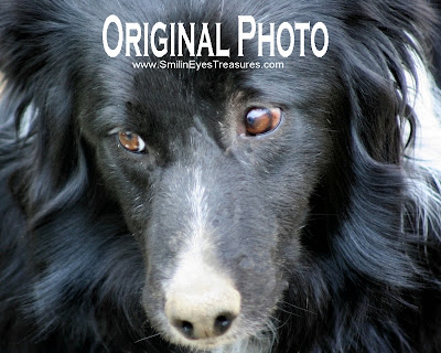 Border Collie Face Original Image