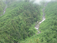 Himalayan beauty.