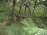 Spotted dear seen from a bus, on the way to Mysore