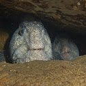 Wolf eels in their den