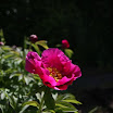 IMG_2646.jpg