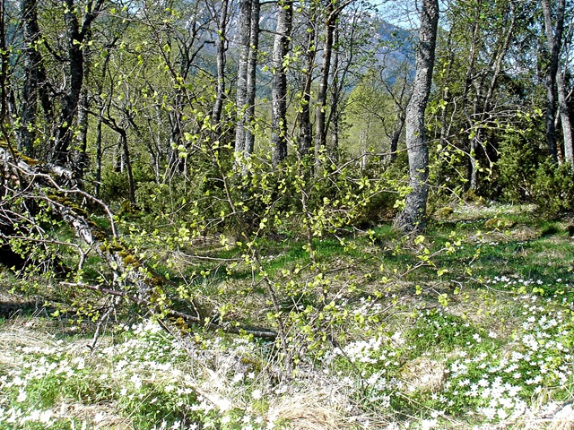 [Vårtur i Kvanndalen 004[4].jpg]