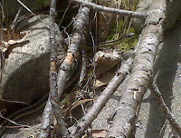 Garter Snake #1 Photo Garter Snake #1 Photo