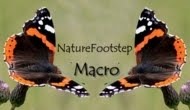 naturefootstepmacro