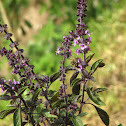 Albahaca canela. Cinnamon Basil